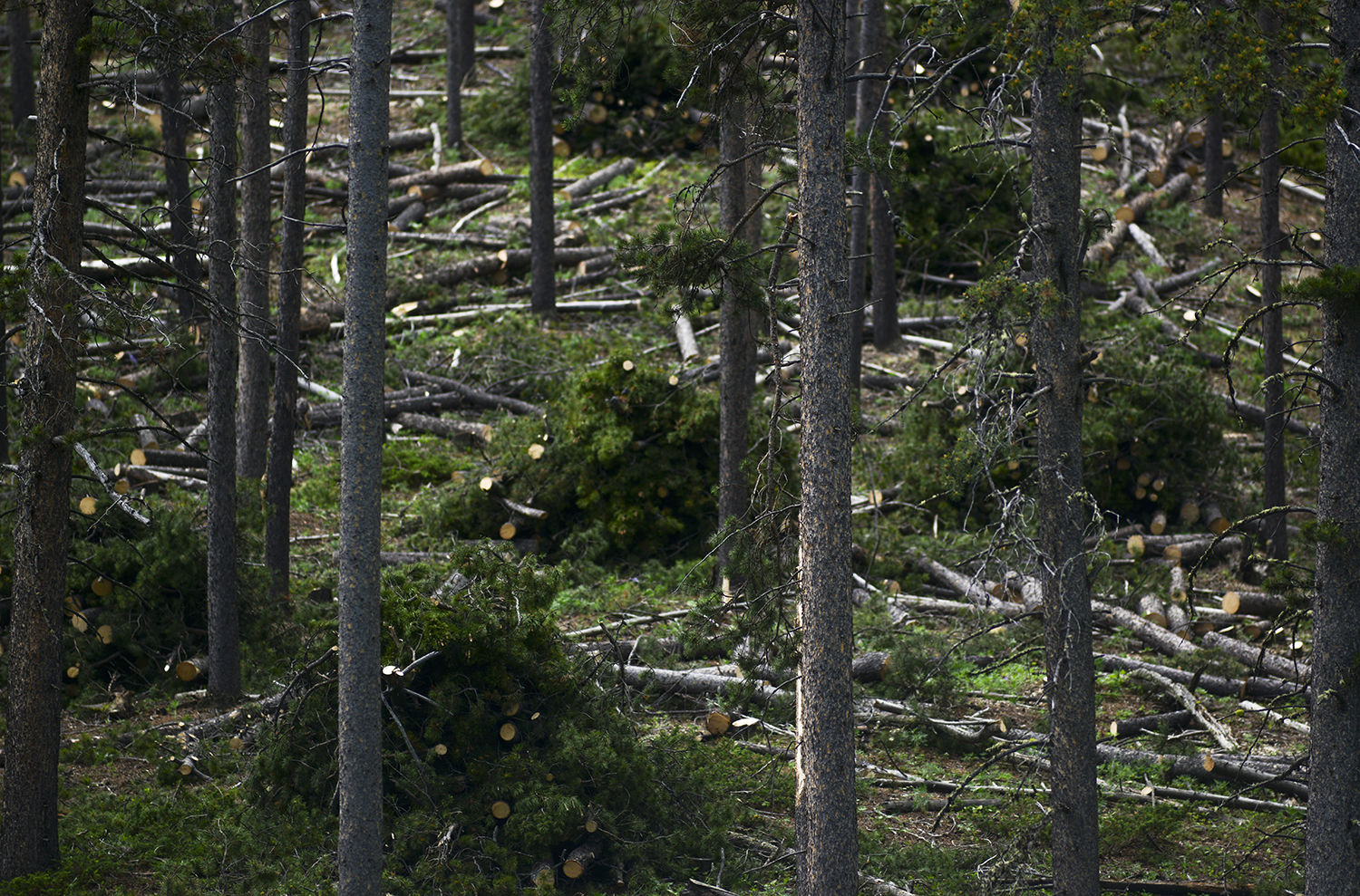 Logs and branches are stacked into piles that will be burned ultimately